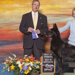 German Shepherds from Lauguin Farms
