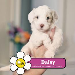 Daisy - Fawn and white female Sheepadoodle puppy in Cleveland, Tennessee from Narrow Path Old English & Sheepadoodles