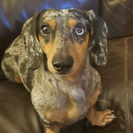 RayJay - Dachshund