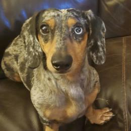 RayJay - Dachshund