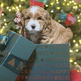 Lucky - Orange - Apricot male Australian Labradoodle puppy in Citrus Heights, California from Elite Blend Labradoodles