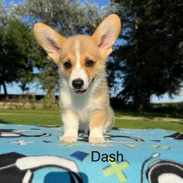 Male 2 - Red male Pembroke Welsh Corgi puppy in Waverly, Iowa from Kindred Corgis