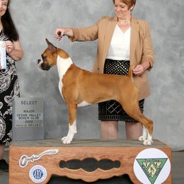 Poppy - Boxer