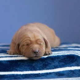 Labrador Retriever Puppies from Sun Ridge Labradors