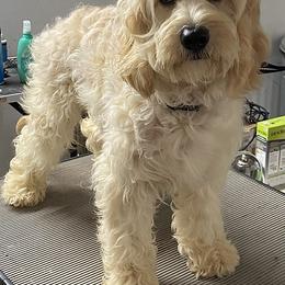 Dixie - Cockapoo