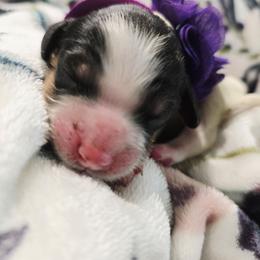 Petunia - Tri-color female Cavapoo puppy in Roseville, California from Heavenly Goldendoodles