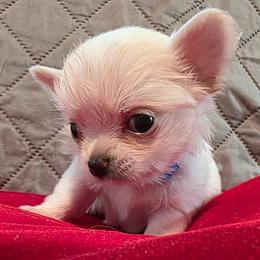 Muffin - Cream male Chihuahua puppy in Jacksonville, Florida from Precious Paws of Florida - Chihuahuas