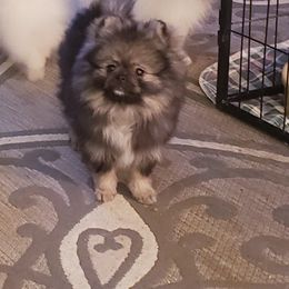 Pomeranian Puppies from Picky Chic Pomeranians