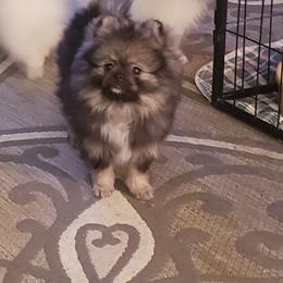 Pomeranian Puppies from Picky Chic Pomeranians
