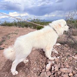 AKC Titan - Great Pyrenees
