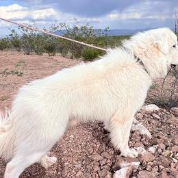 AKC Titan - Great Pyrenees