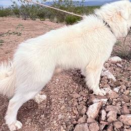 AKC Titan - Great Pyrenees