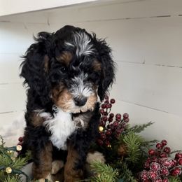 Noel - Bernedoodle puppy from The Berne Barn