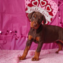 Doberman Pinscher and Labrador Retriever Puppies from GFDutton Retrievers & Dalla Grazia Dobermans