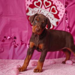 Doberman Pinscher and Labrador Retriever Puppies from GFDutton Retrievers & Dalla Grazia Dobermans