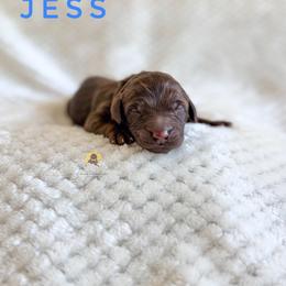 Jess - Chocolate male Goldendoodle puppy in Dallas County, Texas from Dream A Little Doodle