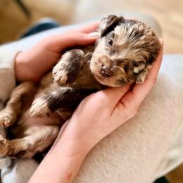 Leon - Merle male Cockapoo puppy in Denver, Pennsylvania from Greenview Puppies