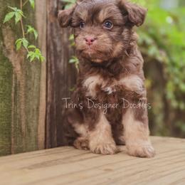 Oops - Red phantom male Aussiedoodle puppy in Centreville, Mississippi from Trin's Designer Doodles