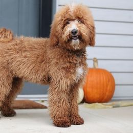 Caspian - Goldendoodle