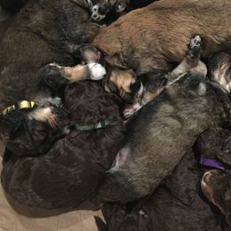 Bernedoodle Puppies from Cry Woof LLC