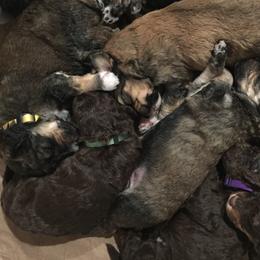 Bernedoodle Puppies from Cry Woof LLC