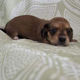 Henrietta 2K plus fee CKC - Red female Dachshund puppy in Cowen, West Virginia from Bennett Babies