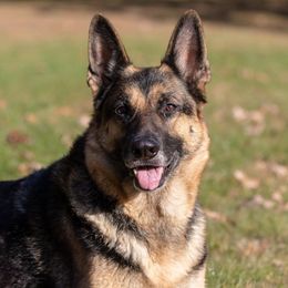 Ziva  - German Shepherd