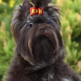 Reese’s - Yorkshire Terrier