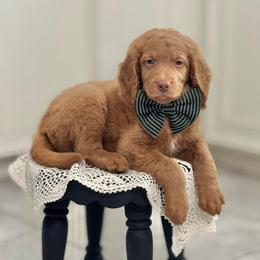 GoodLuck Bear- Green Collar - Red  male Goldendoodle puppy in Bay City, Texas from Charming Doods Goldendoodles