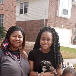 Shih Tzu Puppies from S&K shih tzu’s