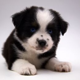 Finn - Black tri Toy Australian Shepherd puppy in Hamilton, Montana from Bitterroot Toy Aussies