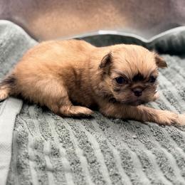 Girl 1 - Fawn sable female Pekingese puppy in Crown City, Ohio from Amy’s Lil Pekingese