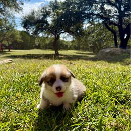 Boy 1 - Red male Pembroke Welsh Corgi puppy in Johnson City, Texas from McCall Creek Corgis