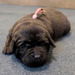 Pink collar - Chocolate female Labrador Retriever puppy in Lithonia, Georgia from Marmolejos Labs