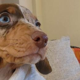 Dachshunds from Royal King’s Mini Dachshunds