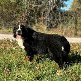 Bernese Mountain Dog Puppies from Bernese Beauties