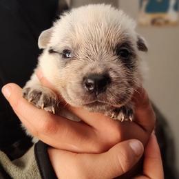 Clyde - Blue speckled male Australian Cattle Dog puppy in Morganton, North Carolina from Trinity C Acres