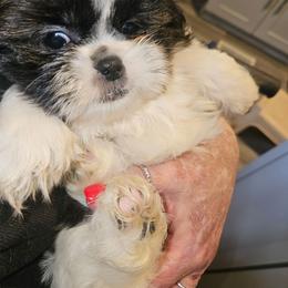 Max - Brindle and white male Shih Tzu puppy in Cook County, Illinois from My Tzu Crew