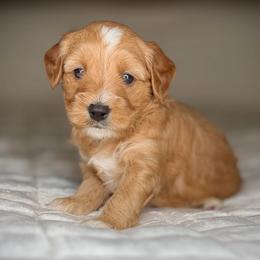 Puppy 1-BLUE Collar (BOY) - Apricot male Goldendoodle puppy in Portland, Oregon from Smith Family Doodles