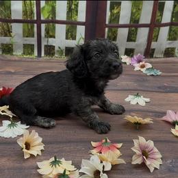 Cream (reverse) Brindle Longhair Female - Cream female Dachshund puppy in Killeen, Texas from Southern Dachshunds