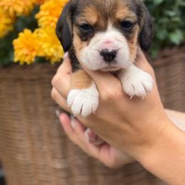 AKC Roo - Black tan and white female Beagle puppy in Chillicothe, Missouri from Tymber Lake Beagles