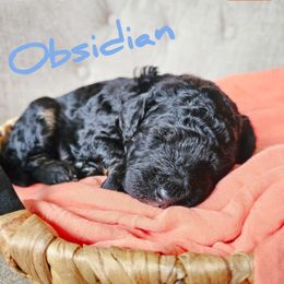 Bernedoodle Puppies from Whispering Aspen Homestead