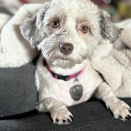 Havanese All Grown Up from Puppies For A Purpose