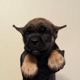 Luciano - Fawn male Cane Corso puppy in Houston, Texas from Mortaio Cane Corso
