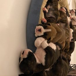 Boxer Puppies from Fineview Boxers