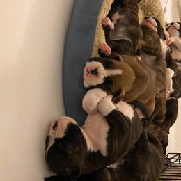 Boxer Puppies from Fineview Boxers