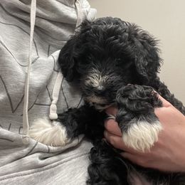 Bernedoodle Puppies from Mountain Springs Farm