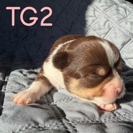 Lori - Chocolate and white female Chihuahua puppy in Harlan, Iowa from Home Grown Chihuahuas From Iowa