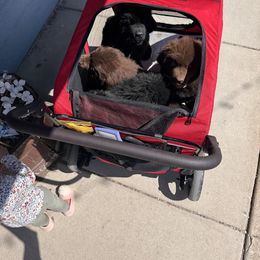 Newfoundland Puppies from Lonepine Newfoundlands