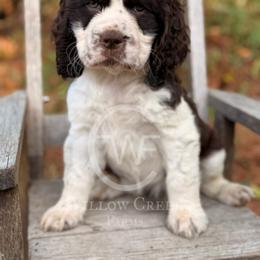 English Springer Spaniel Puppies from Willow Creek Farms